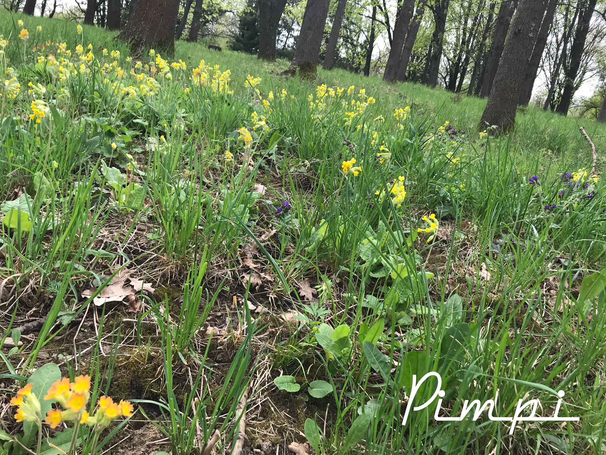 pimpi-cestovanie-bábo-bábätko-botanická záhrada-košice-jar-prechádzka-les-zeleň-tulipány-narcisy