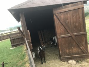 pimpi-bábo-bábätko-cestovanie s bábom-cestovanie-mama blog-zvieratká-mini zoo-zveropark-ubytovanie so zážitkom-slovensko