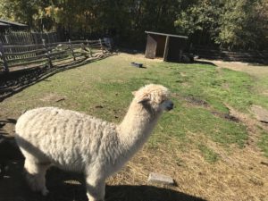 pimpi-bábo-bábätko-cestovanie s bábom-cestovanie-mama blog-zvieratká-mini zoo-zveropark-ubytovanie so zážitkom-slovensko